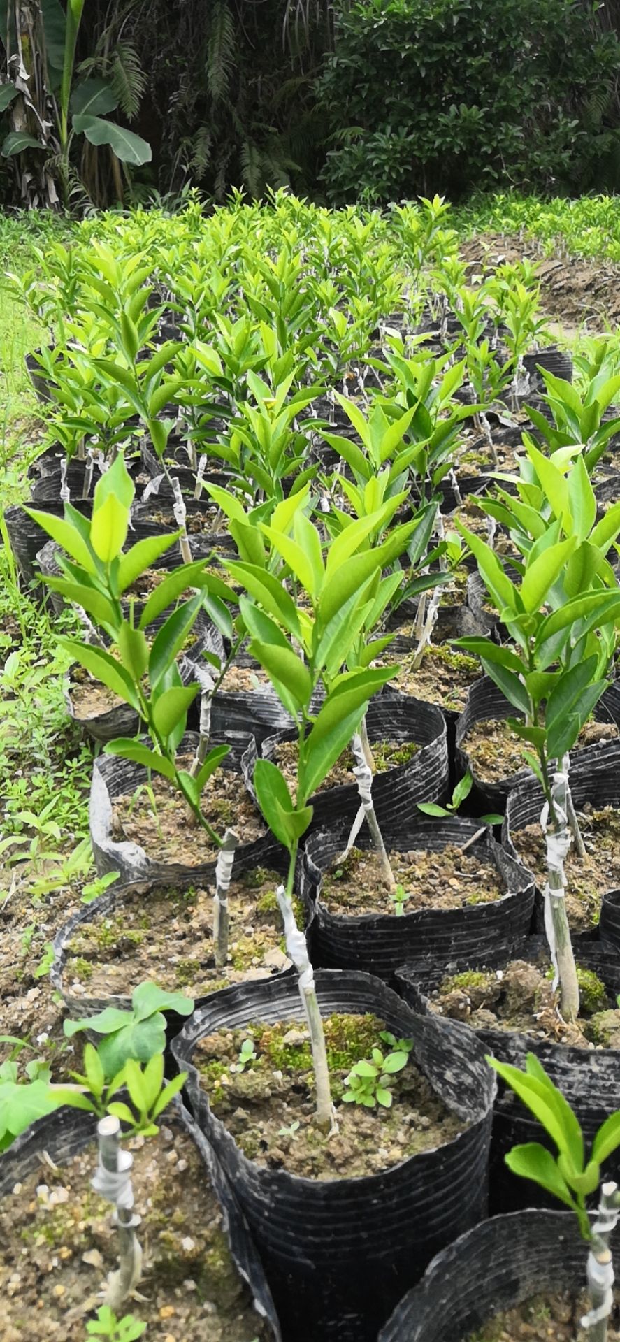 新会柑，茶枝柑苗