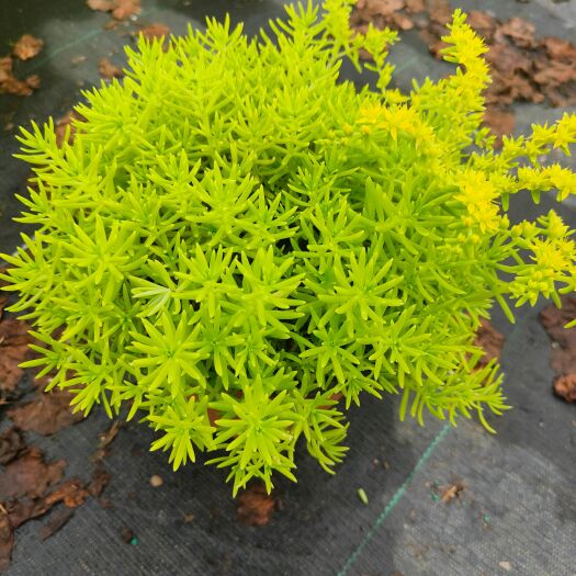 宜良县佛甲草
