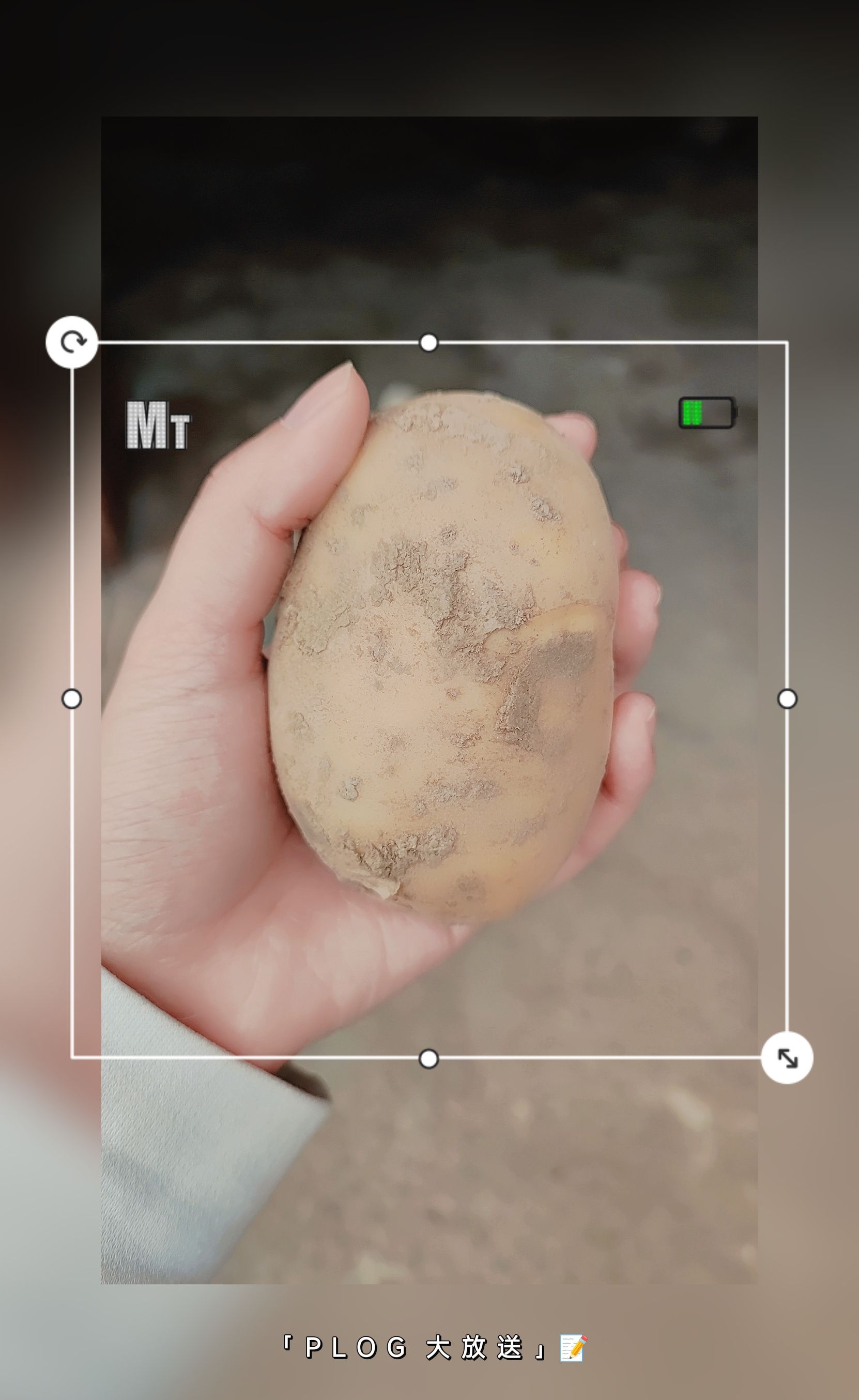 黄心土豆量大从优