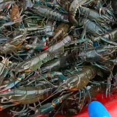 海口澳洲淡水龙虾