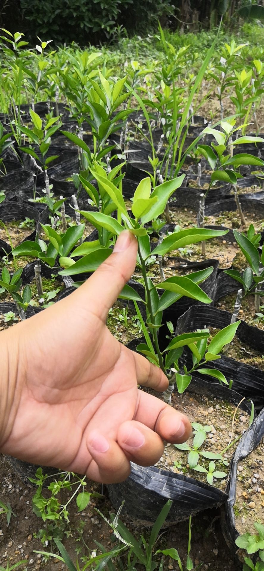 新会柑，茶枝柑苗