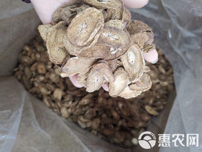 牛蒡茶 精选全干无硫黄金牛蒡茶 规格齐全产地直销可供大货