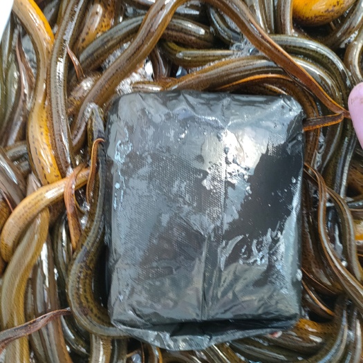 潜江市精品黄鳝