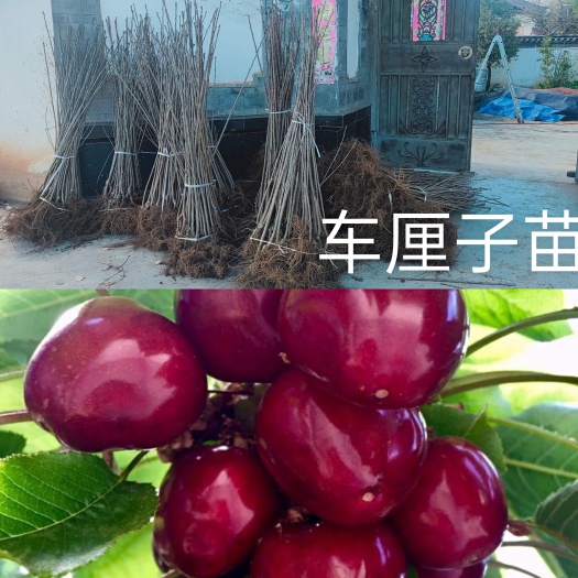 玉龙县车厘子苗
丽江车厘子苗