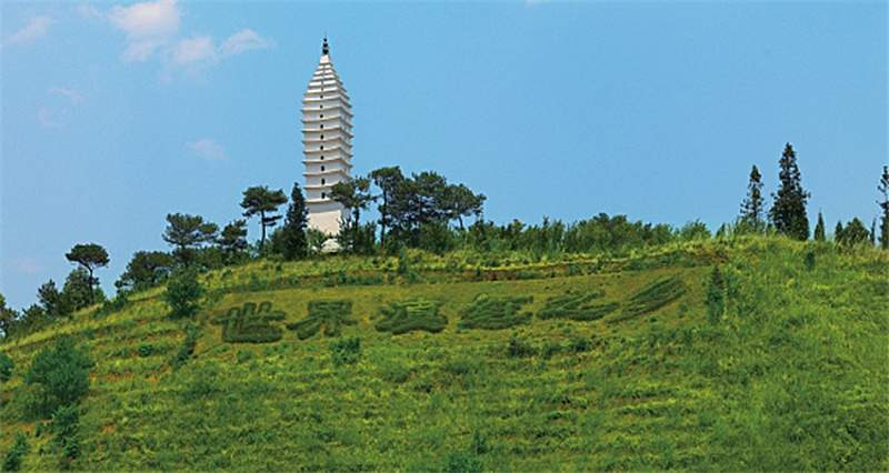 南峰卧云茶叶