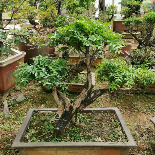 保山精品黄杨