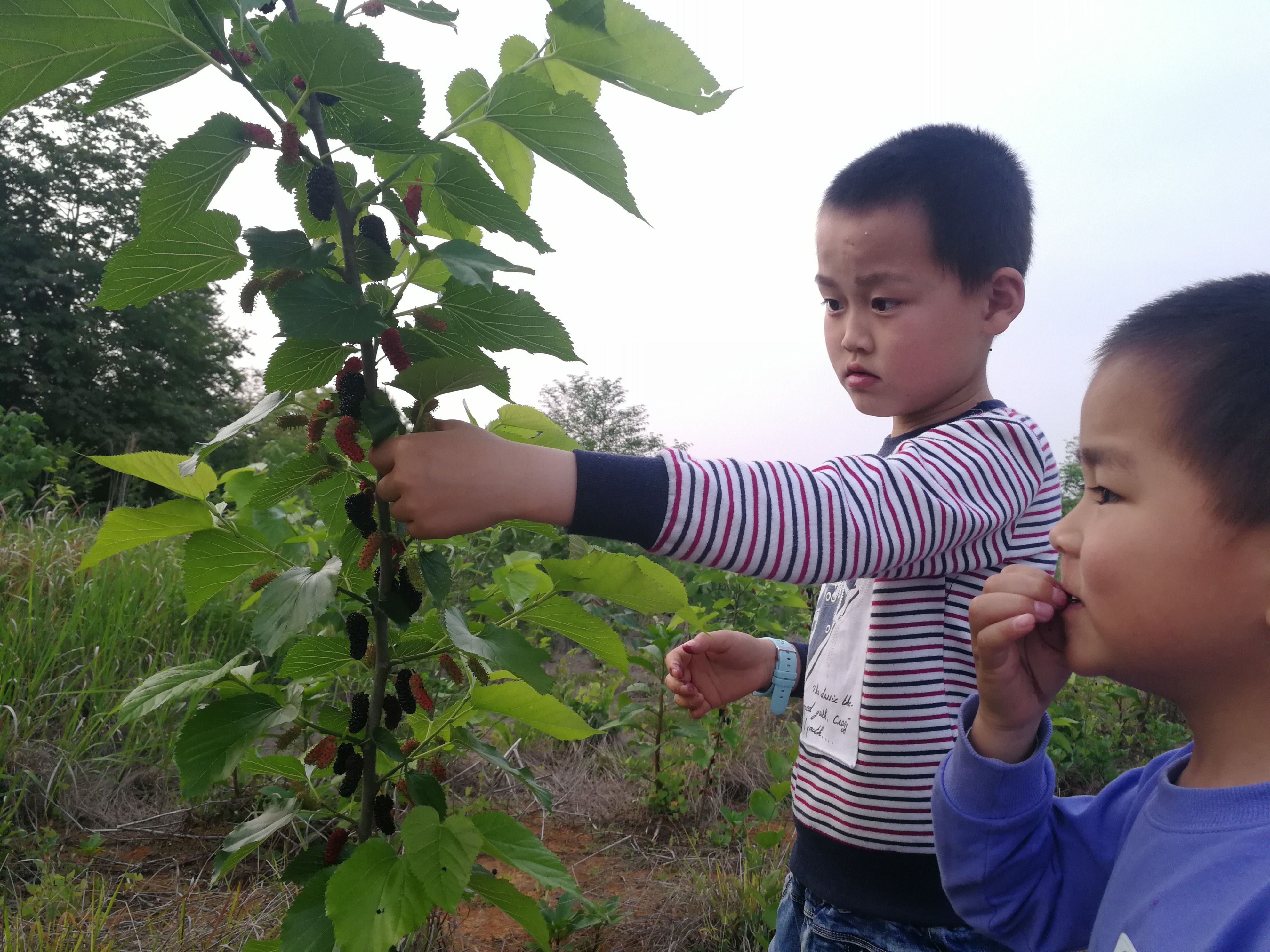 桑果苗，无籽大十果桑苗