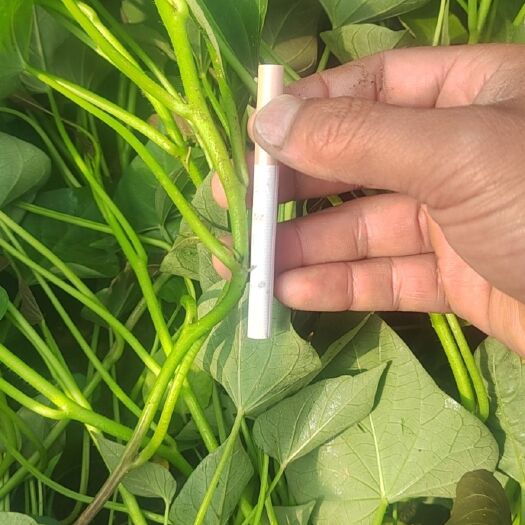 开封西瓜红小苗
