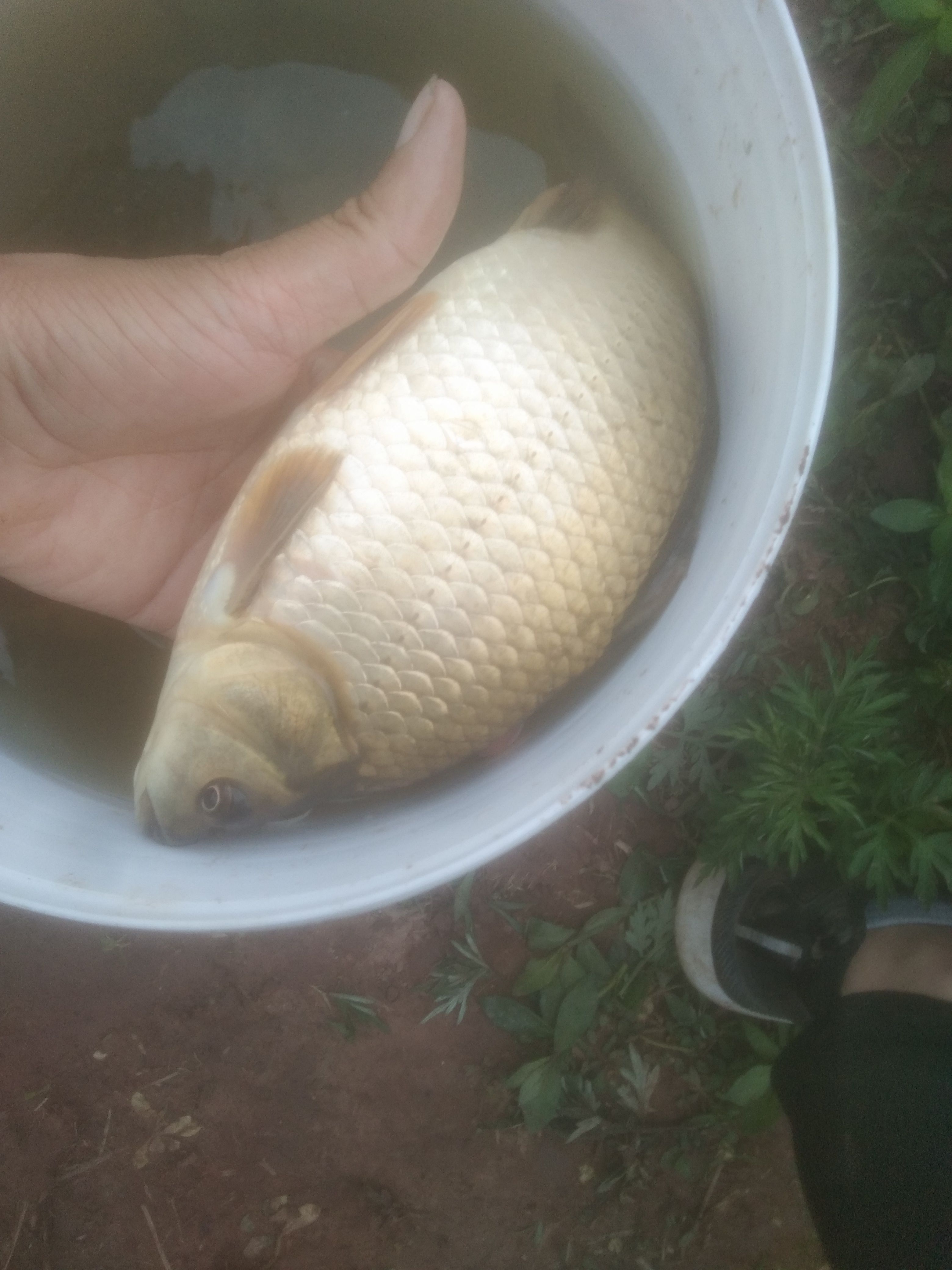 黄金鲫鱼