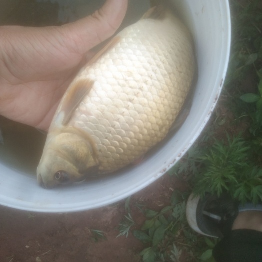 大竹县黄金鲫鱼