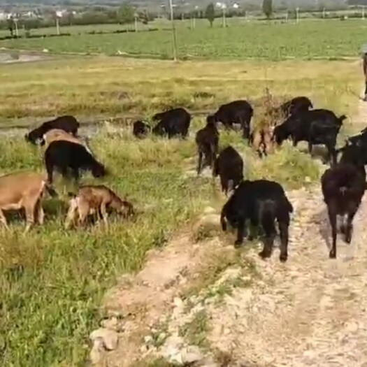 宁德黑山羊