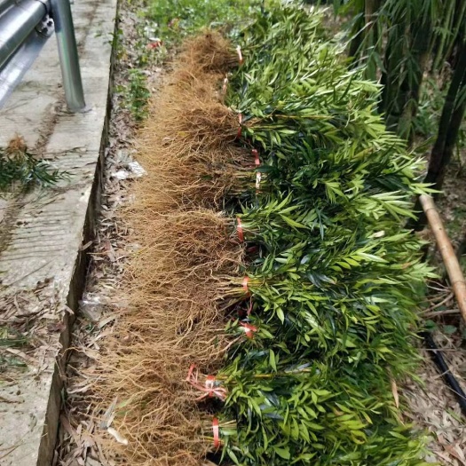 重庆市重庆巴南十大功劳大量现货批发价格美丽