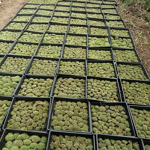 太湖县水苔苔藓 白发藓120元每平方