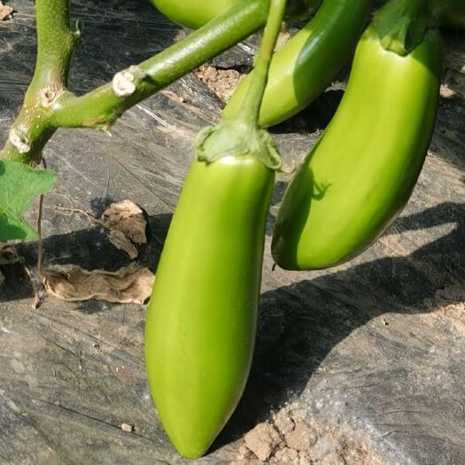 虞城县青茄