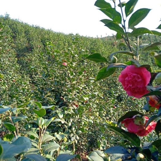 盐津县茶花苗