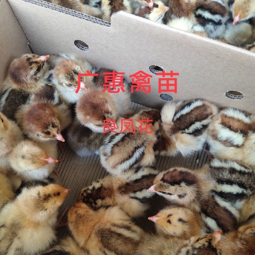 南宁良凤花鸡苗  肉鸡