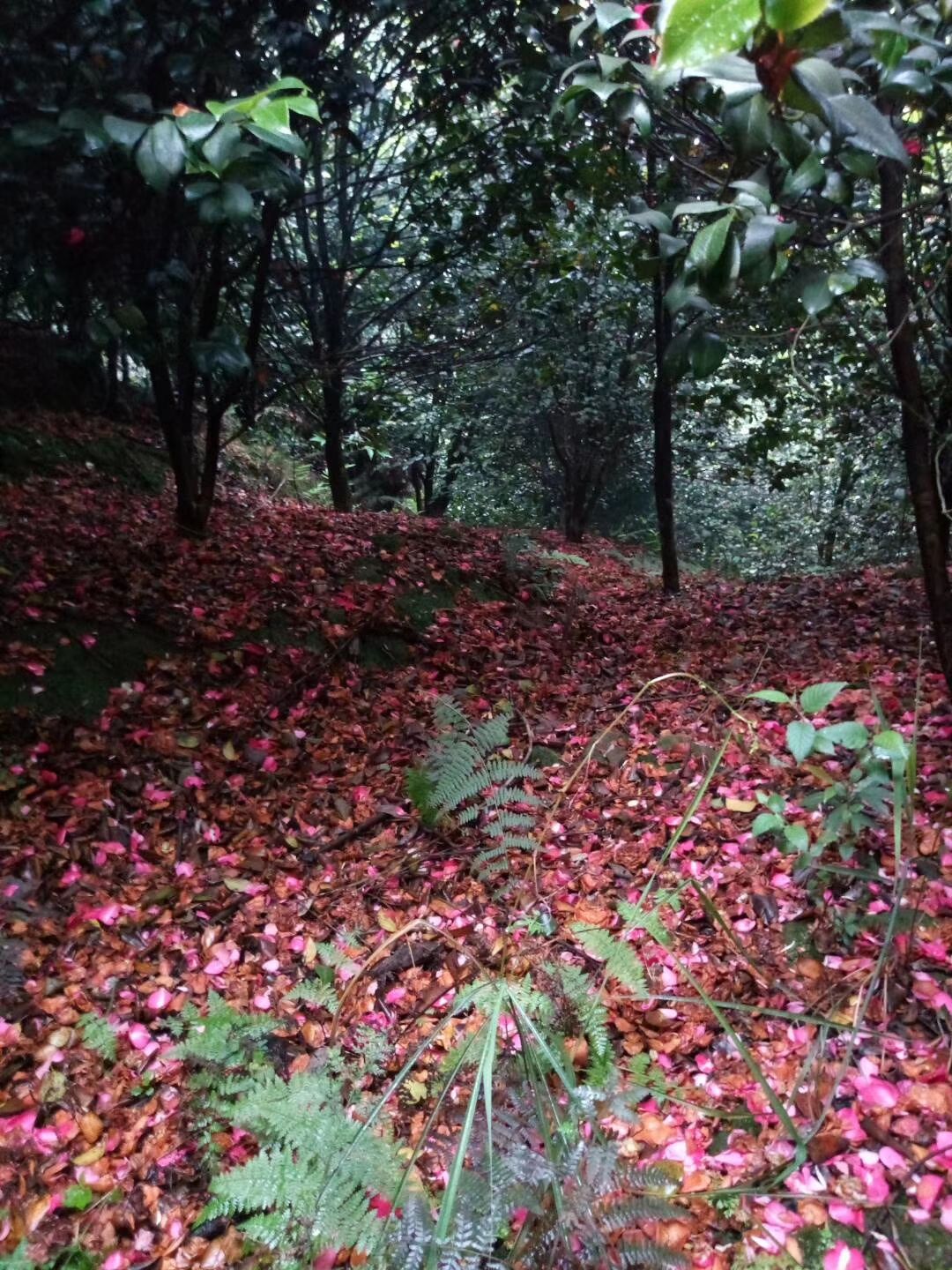 茶花大苗