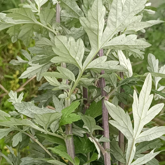 艾草