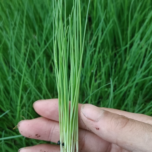 邯郸香葱苗◆长势好，抗病性强，叶色绿，产量高，技术免费指导。