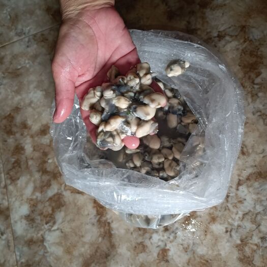 雷州市湛江天然新鲜肉蚝仔