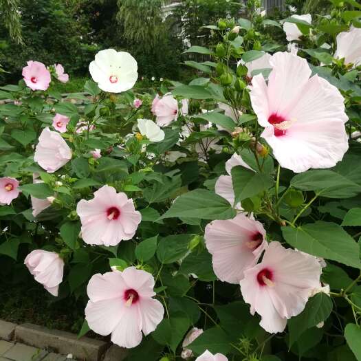 大花秋葵杯苗 路边种植 公园绿化 易打理