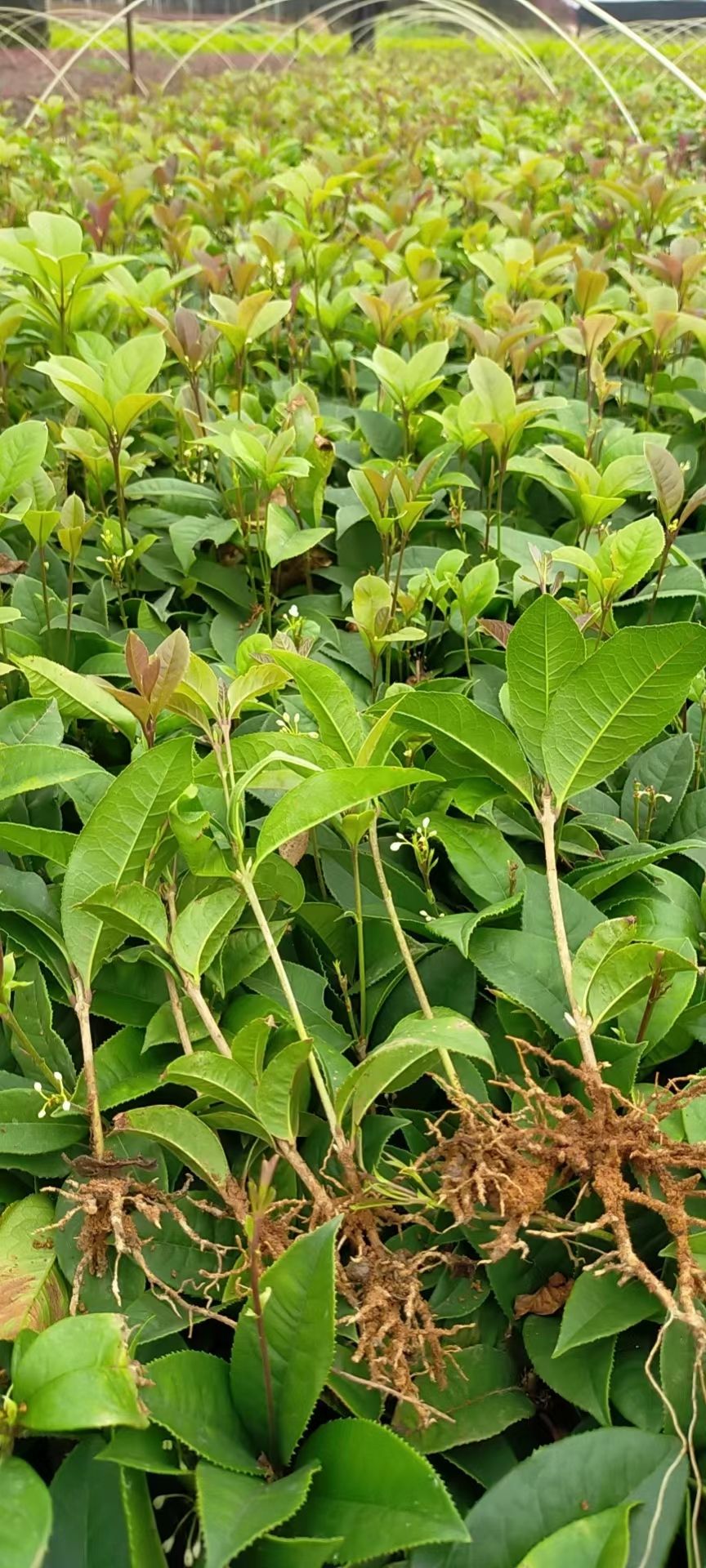 四季桂，四季桂花苗四季桂花小苗四季桂花插扦苗地苗場(chǎng)地批發(fā)