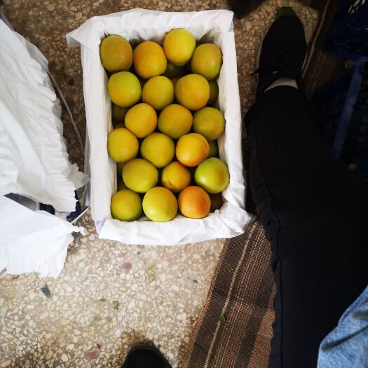 夏县金太阳杏