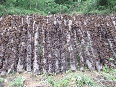 本溪木耳基地种植，纯木材生长