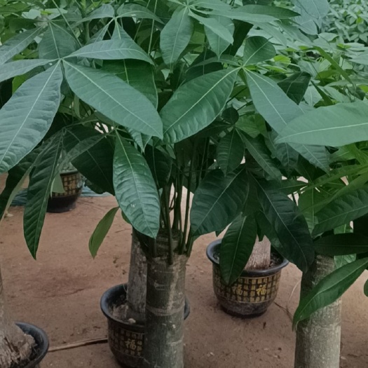 广州发财树单杆