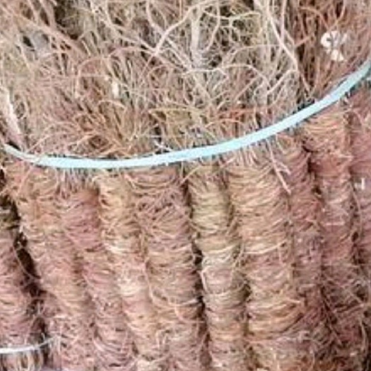 长扎鸡骨草