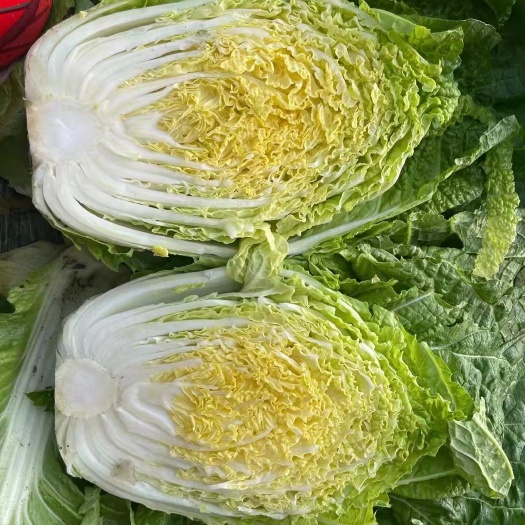【热销】四川春白菜 黄心白  大量上市