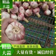 周口淮阳扒皮蒜大量上市，欢迎各界朋友实地考察，与洽谈，产地直销，