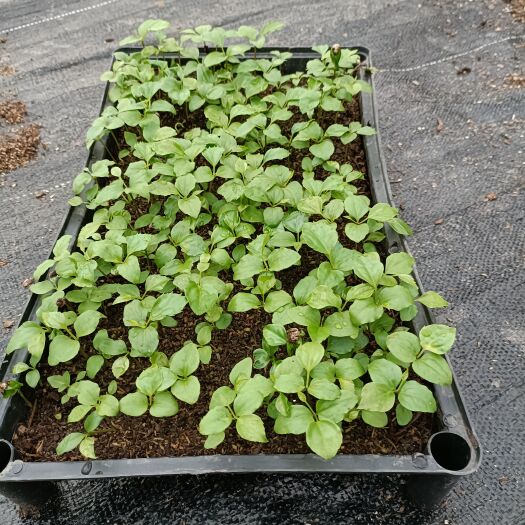 佛山幌伞枫苗 幌散枫苗大富贵树苗 室内花卉绿植盆栽植物
