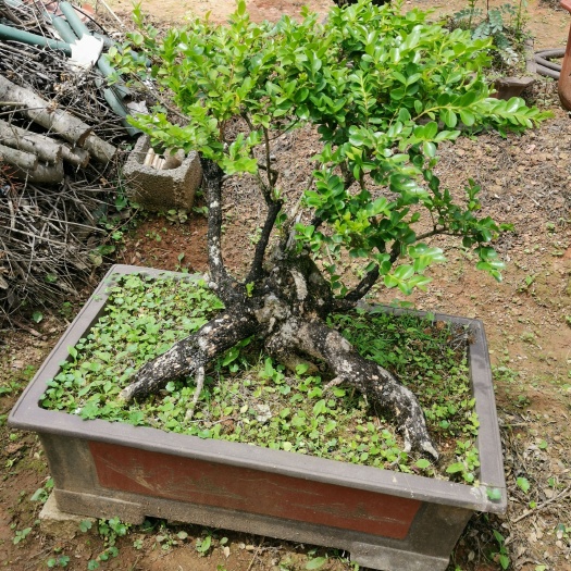 保山精品黄杨