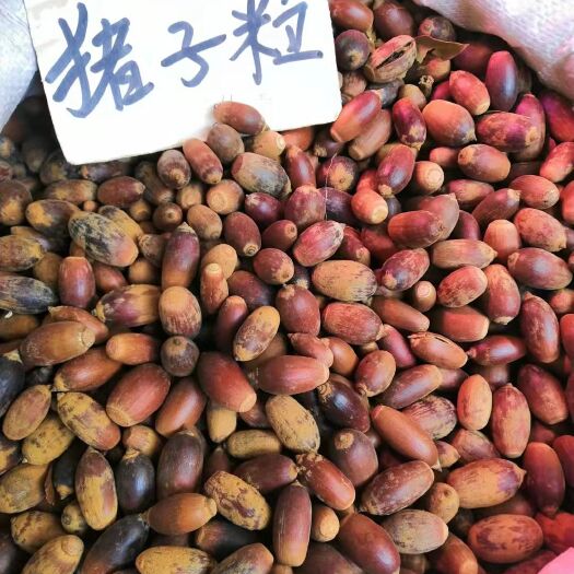 惠东县猪子粒