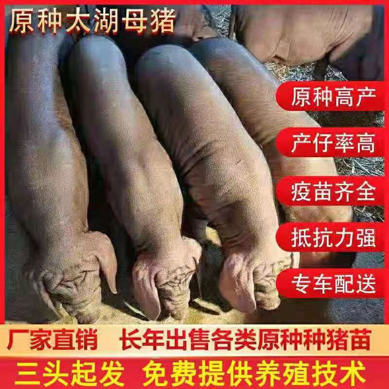 株洲原种太湖母猪 抗病能力强 耐粗饲料好养活 高产母猪