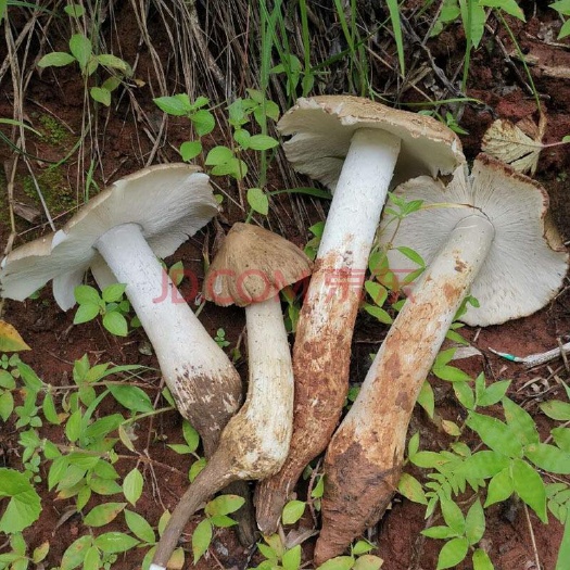 宁南县野外鸡枞菌