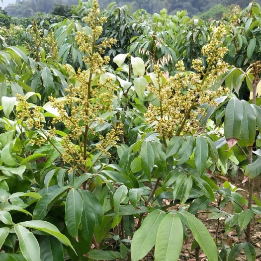 灵山县无核荔枝苗当年结果正宗嫁接树苗带土球带叶发货什么荔枝都有