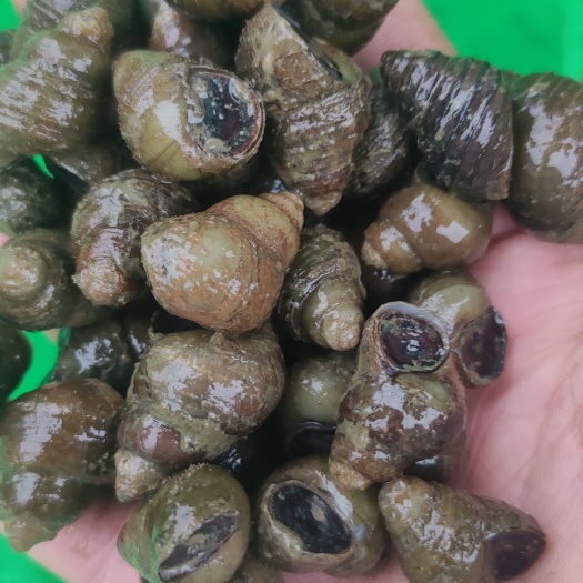 潮州石螺