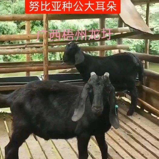 梧州山羊  广西努比亚种公
