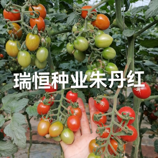 “朱丹红”小圣女果苗子，小西红柿苗子