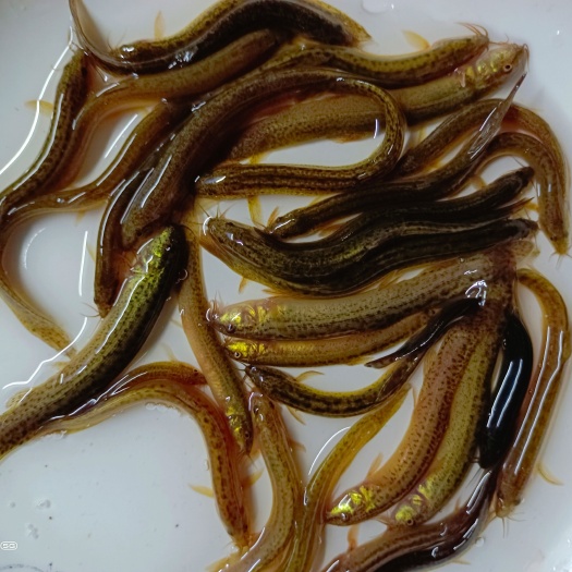 南宁杂交快大泥鳅苗，品种好，高产量，服务优先，技术指导，