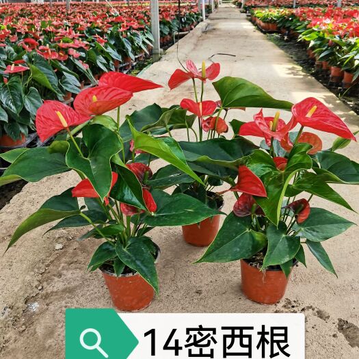 西昌市红掌