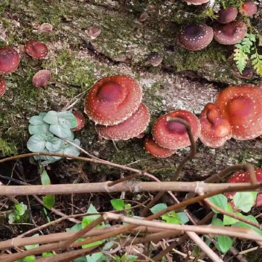 重庆市高山野生蘑菇