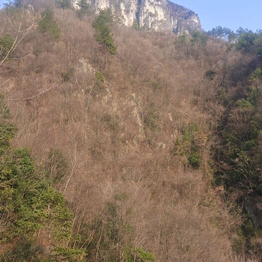 英山县长期供应纯训化一代出天麻籽及成品天麻，品质保证……