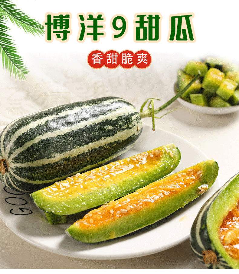 河南安阳基地常年供应优质甜瓜 脆甜可口各种甜瓜品种齐全