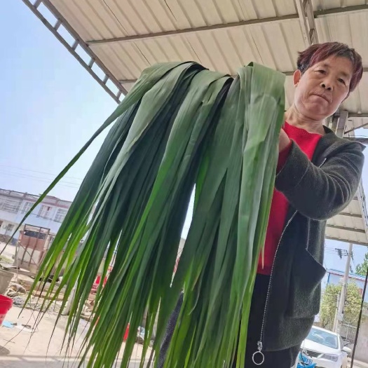 固镇县安徽芦苇叶。每批次生产的叶子质量有所差别，这次优质有！