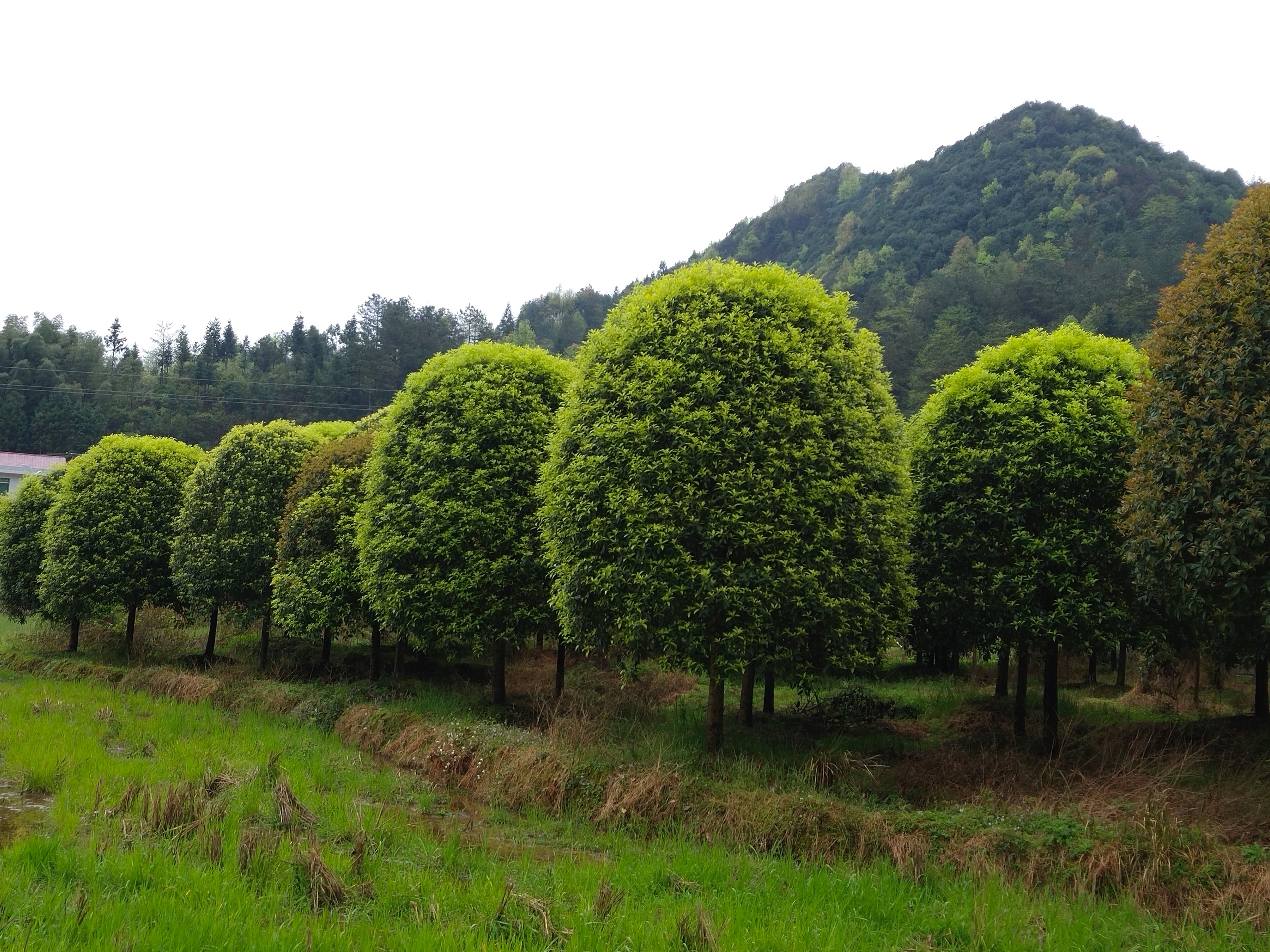 桂花树