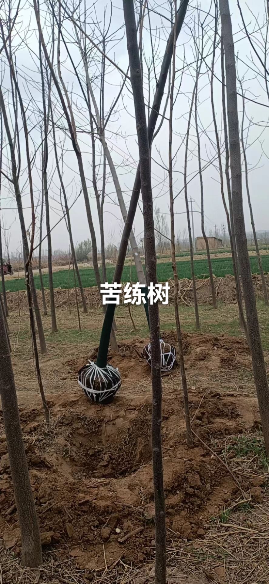 绛县苦练树，8公分苦练树供应商