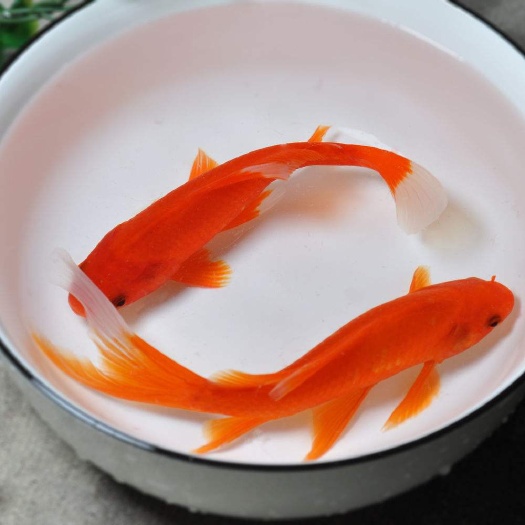 建瓯市观赏鱼锦鲤金鱼饲料鱼大小规格